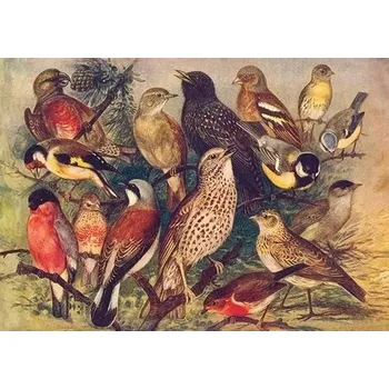 Výtvarná sada Přání Birds