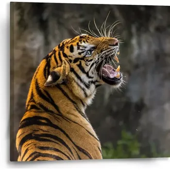 Obraz Sablio Obraz Řvoucí tygr - 50x50 cm