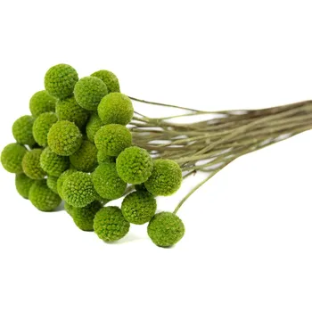 umělá květina Stabilizovaná rostlina Craspedia – jablečně zelená