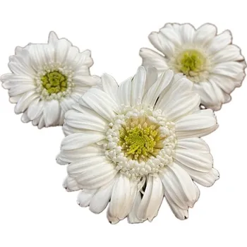 umělá květina Stabilizované květiny Gerbera – bílozelená Kus: 1