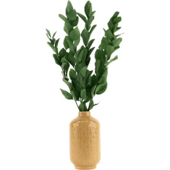 Sazenice Stabilizované rostliny ruscus - zelená Kus: 6