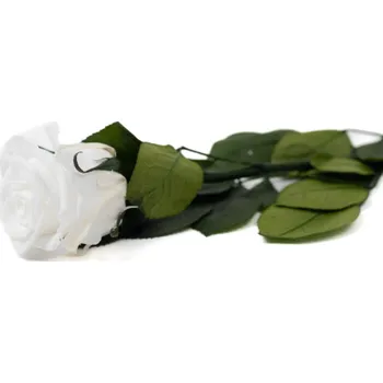 umělá květina Stabilizovaná růže na stonku 30cm bílá