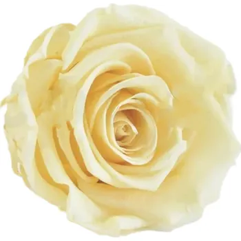 umělá květina Stabilizovaná růže – hlava XL Champagne