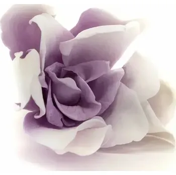 umělá květina Stabilizované květiny Gardénie - bílo - fialová