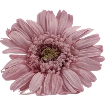 umělá květina Stabilizované květiny Gerbera - růžové Kus: 1