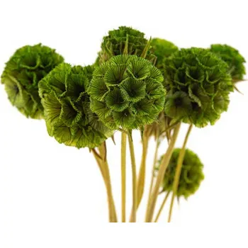 umělá květina Stabilizovaná rostlina - hlaváč hvězdnicovitý - zelený Kus: 1