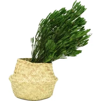 umělá květina Stabilizovaná rostlina Platy Male – zelená