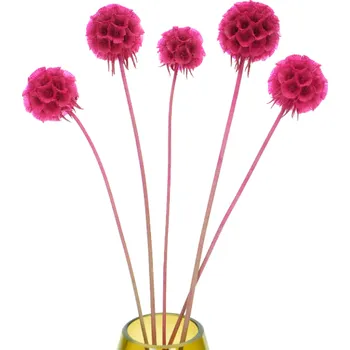 umělá květina Stabilizovaná rostlina - hvězdnicovka hlavatá - barbie růžová