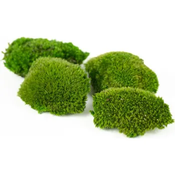 umělá květina Stabilizovaný kopečkový mech extra mini - zelený Bednička: 0,08 m²