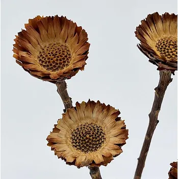 umělá květina Protea Susa – hnědá