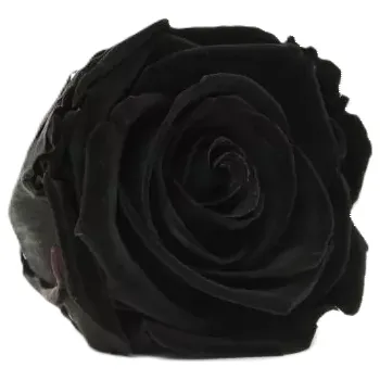 umělá květina Stabilizovaná růže – hlava XL černá