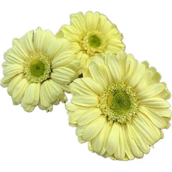 Stabilizované květiny Gerbera - žlutá Kus: 1
