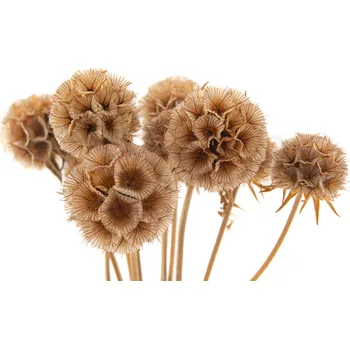 umělá květina Stabilizovaná rostlina - hlaváč hvězdnicovitý - natural