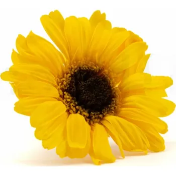 Stabilizované květiny Gerbera - slunečnice Kus: 1