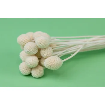 umělá květina Stabilizovaná rostlina Craspedia - bílá