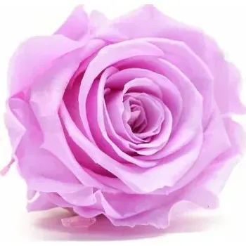 umělá květina Stabilizovaná růže Kiara L – světle fialová