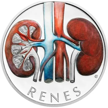 Stříbrná mince Lidské tělo - Močopohlavní soustava – Ledviny proof