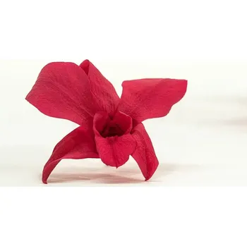 umělá květina Stabilizované květiny Orchidej Dendrobium – tmavě růžová