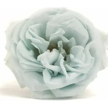 umělá květina Stabilizovaná růže šípková - světle modrá