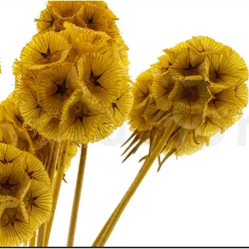 umělá květina Stabilizovaná rostlina - hlaváč hvězdicovitý - žlutý Kus: 1
