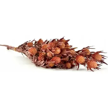 umělá květina Stabilizovaná kytice salignum - červená