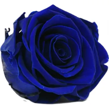 umělá květina Stabilizovaná růže – hlava XL královská modř