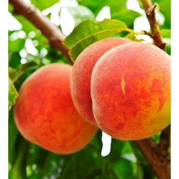 Sazenice Broskvoň 'Suncrest' Podnož: Mandloň