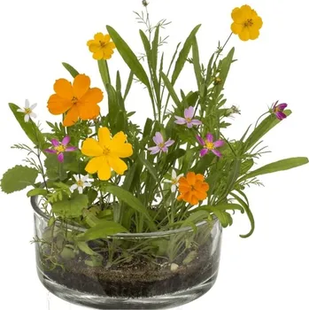 Semeno Lampionky.cz Semínka na zasazení lučních květin