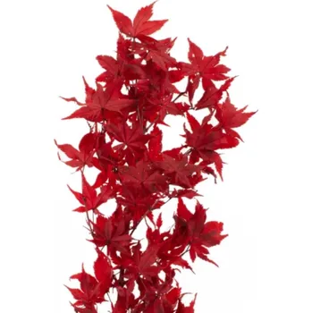 Sazenice Stabilizované javorové listy