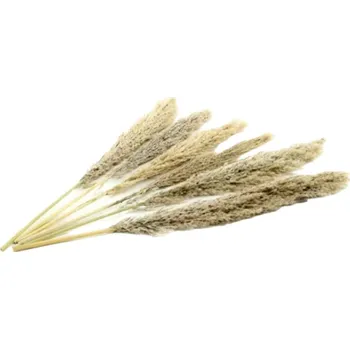 umělá květina Sušená pampová tráva – natural Kus: 1