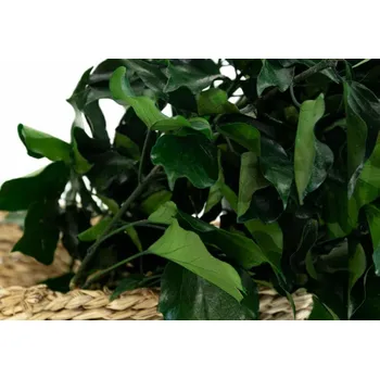 umělá květina Stabilizovaný břečťan - smaragdově zelený