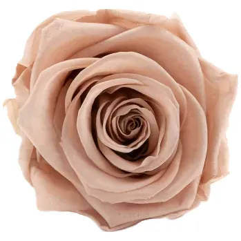 umělá květina Stabilizovaná růže – hlava XL starorůžová