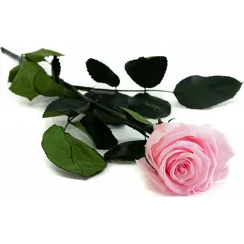 umělá květina Stabilizovaná růže na stonku – Luxury 50 cm růžová Kus: 1