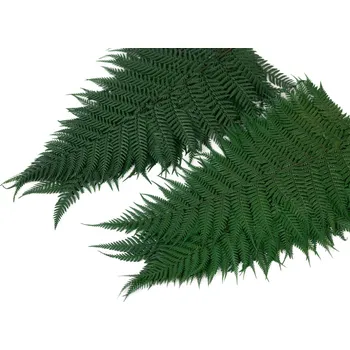 umělá květina Stabilizovaný kapradí - bledě zelená Kus: 1