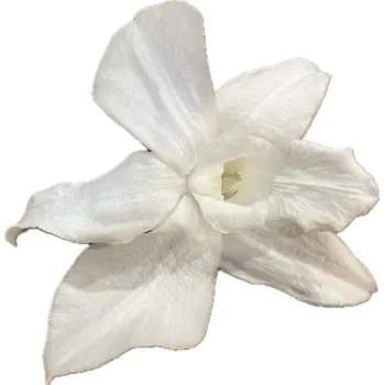 umělá květina Stabilizované květiny Orchidej Dendrobium – bílé