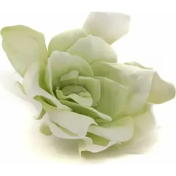 umělá květina Stabilizované květiny Gardenia – bílo - zelená