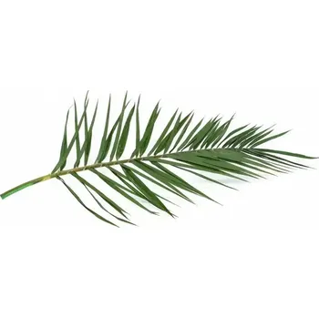 umělá květina Stabilizovaný palmový list - Phoenix - zelená
