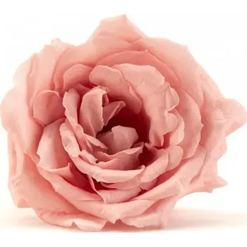 umělá květina Stabilizovaná růže - vani růžová