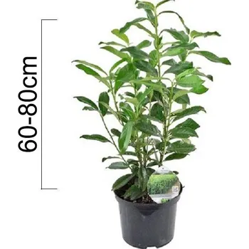 Sazenice Bobkovišeň obecná 'ETNA' 60-80cm, kontejner