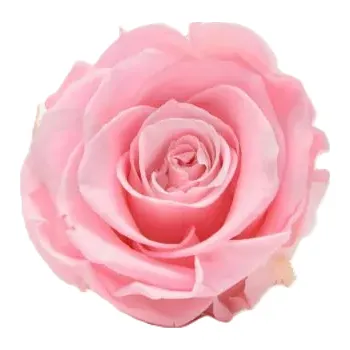 umělá květina Stabilizovaná růže – hlava XL růžová