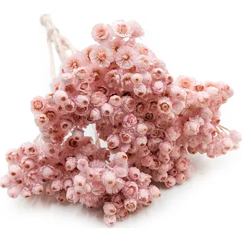 mech-mech.cz Sušená Slaměnka italská - (Helichrysum italicum) - růžová