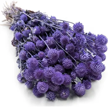 mech-mech.cz Sušená Pestrovka kulovitá - (Gomphrena globosa) - levandulová