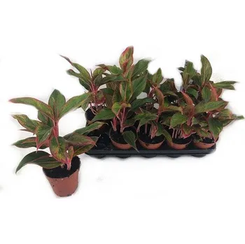 Sazenice Aglaonema jungle red