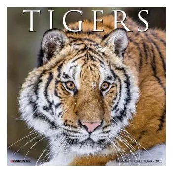 Kalendář Tigers 2026 12 X 12 Wall Calendar (EN)