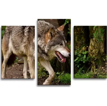 Obraz Sablio Obraz - 3-dílný Vlk - 75x50 cm