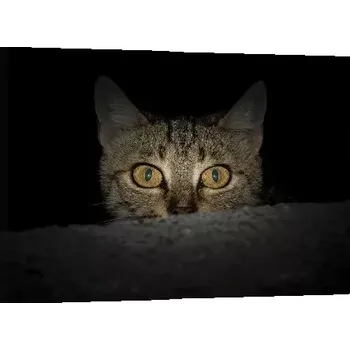Obraz Sablio Obraz Kočka - 60x40 cm