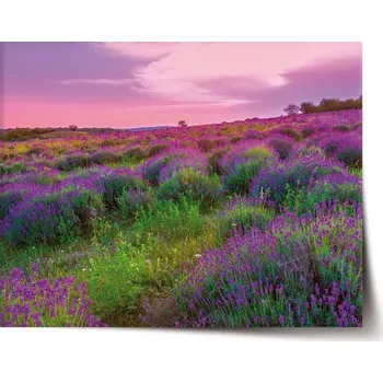 Plakát Sablio Plakát Levandulové pole 2 - 60x40 cm