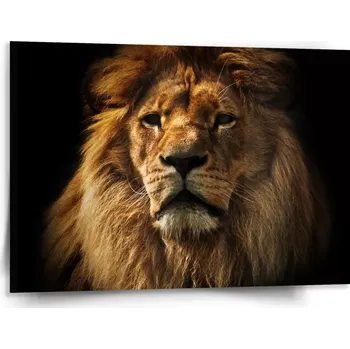 Obraz Sablio Obraz Lev - 150x110 cm