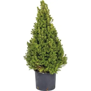 Vánoční stromek Vánoční stromek v květináči zakrslý smrk bílý 70 – 80 cm neprokořeněný