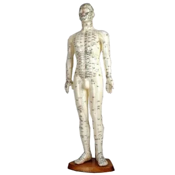 Akupunkturní model člověka Muž na dřevěném podstavci 60cm TCM Bohemia
